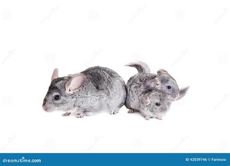 Chinchilla With Babies On White Stock Photo - Image of family, chin ...