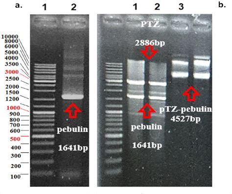 Figure From Molecular Cloning And In Depth Bioinformatics Analysis Of