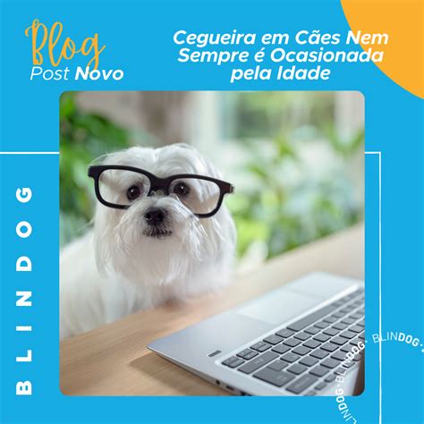 Cegueira em Cães Nem Sempre é Ocasionada pela Idade