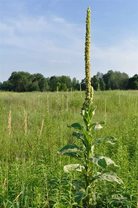 Identifying Tall Weeds