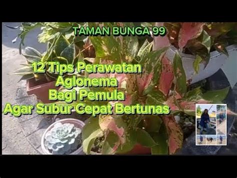 Tips Cara Merawat Aglonema Bagi Pemula Agar Tumbuh Subur Banyak