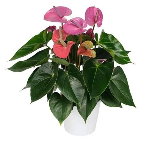 Anthurium Andraeanum Cavalli Flamingo Lily Position Watering