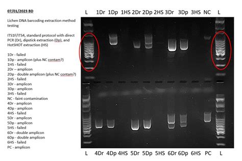 Interpreting Electrophoresis Gels With Bento Lab Bento Lab