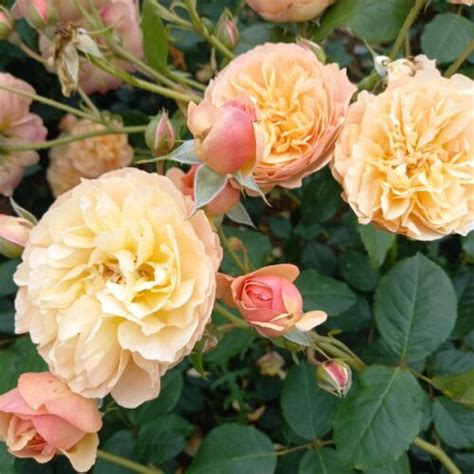 Lily Shrub Rose Quality Roses Direct From Grower