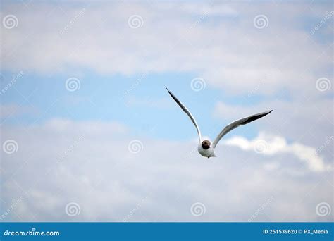 Flying Black And White Seagull Stock Photo Image Of Wings Flight