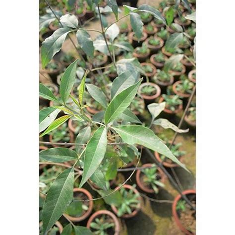 Nirgundi Plant at ₹ 300/piece | By Metro=Chattarpur Metro Station | New ...