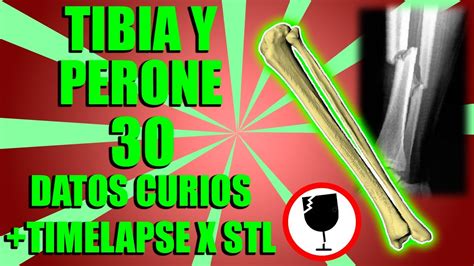 TIBIA Y PERONE 30 Datos Curiosos Timelapse X STL YouTube