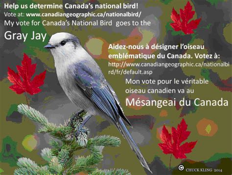 Identify Backyard Birds Common Canadian Birds Quick Guide With Names