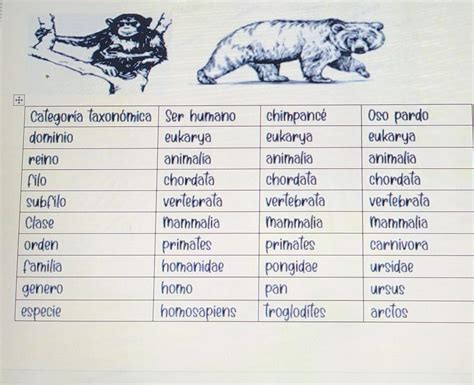 cuántas y cuáles categorías taxonómicas comparte el ser humano con el