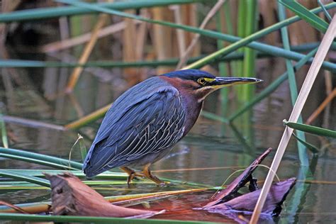 Green Heron Reeds Water Sunset Hd Wallpaper Pxfuel