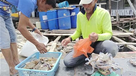beli ketam fresh   nelayan  jeti youtube