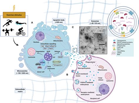 Frontiers Extracellular Vesicles And Exosomes Insights From Exercise