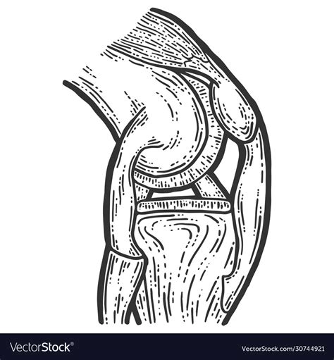 Anatomy Structure Knee Joint Sketch Royalty Free Vector