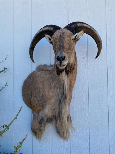 Aoudad Mounts - Texas Hunting Forum