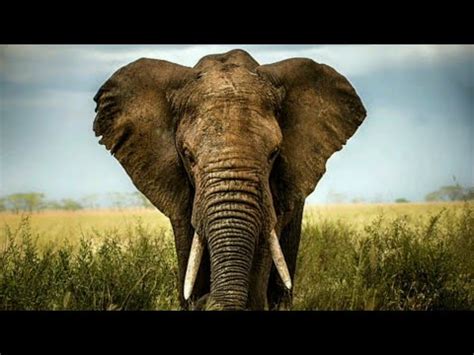 Elephant Sounds Variations In Minutes Elephant Sounds African