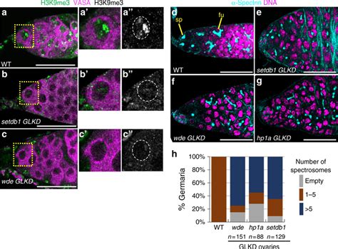 H3k9me3 Is Required For Germ Cell Differentiation Ac Reduced H3k9me3