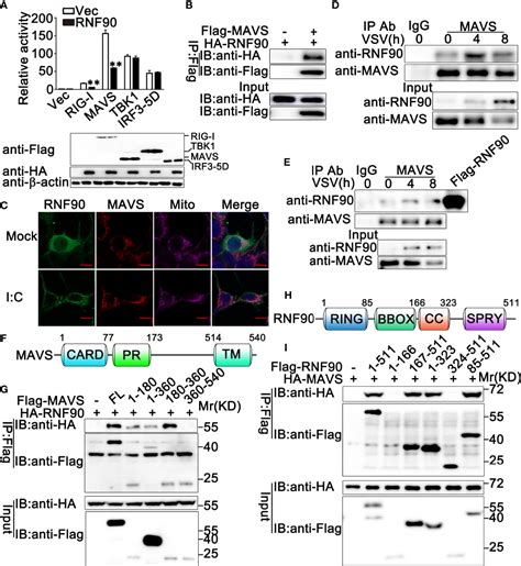 Frontiers Negative Regulation Of RNF90 On RNA Virus Triggered