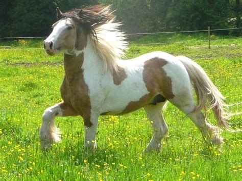 Lirish Cob Un Irish Cob Pie Alezan Au Trot