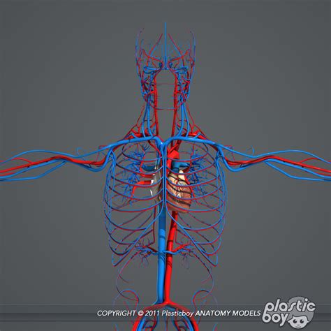 Rigged Complete Male Anatomy 3d Model