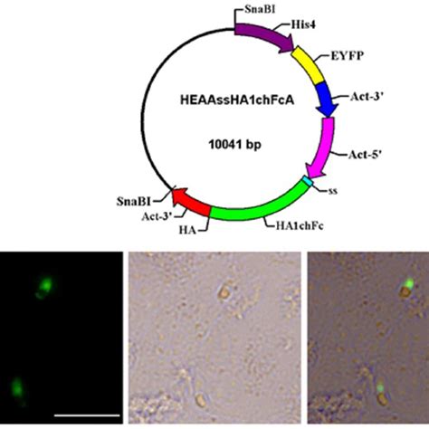 Schematic Representation Of The Plasmid Used For The In Vitro And In