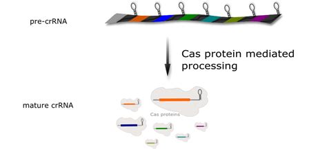 Crispr Cas An Introduction Universit T Ulm