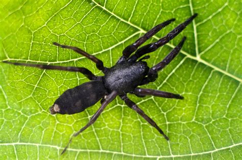 Common Types Of House Spiders In Australia Bob Gunn