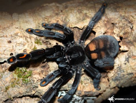 Lasiocyano Saizmai Ex Pterinopelma Sazimai Female 5cm Iridescent