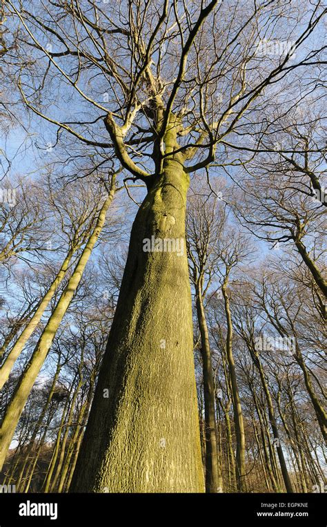 Bosques De Hayas Fagus Sylvatica Vista De Ngulo Bajo Un Bosque De