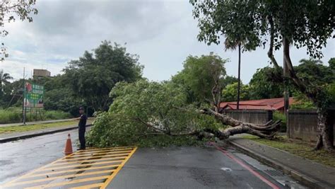 中興新村雨彈狂襲！ 路樹橫躺中興勇警急救援