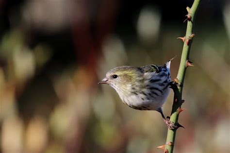 P Jaro Pico Plumas Foto Gratis En Pixabay Pixabay