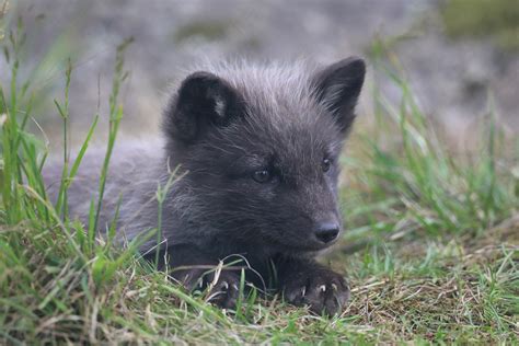 Five Arctic fox cubs born at Highland Wildlife Park | RZSS