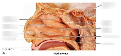 Nasal Cavity Pt. 2 Diagram | Quizlet