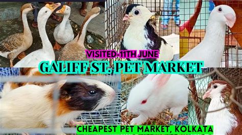 Pigeon Market Galiff Street Pet Market Kolkata Cheapest Pet Market