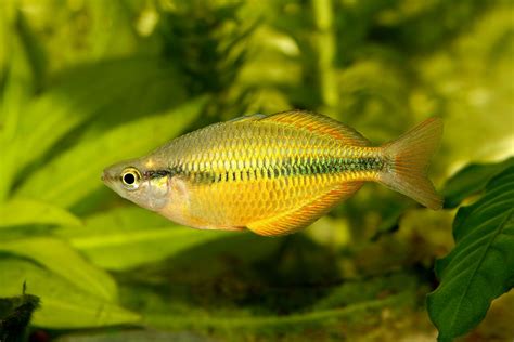 Lake Kurumoi Rainbowfish M Parva For Sale At Aquarium Fish Depot