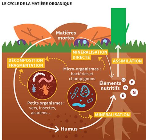 La Vie Du Sol Danub