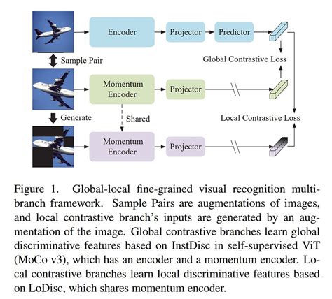 Self Supervised Fine Grained Image Classification By Focus On Local