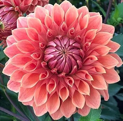 Amazon Garden Plant Seed Flower Seed Rare Mix Colors Dahlia Seeds