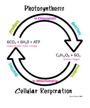 Biology Cell Energy Poster By Teaching Managed Tpt