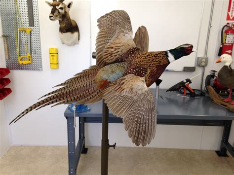 Mounting a Flying Pheasant - Taxidermy Insider