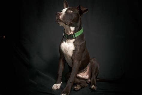 Premium Photo Dog Portrait Pitbull