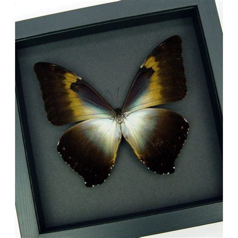 Morpho Butterflies Real Framed Blue Morpho Butterflies