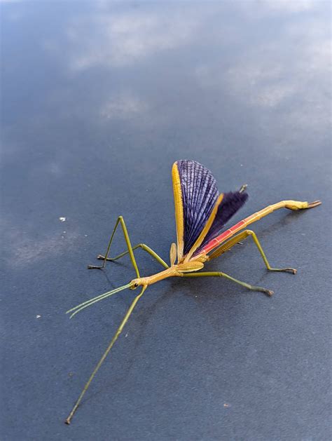 Beautiful little stick insect I came across : r/awwnverts