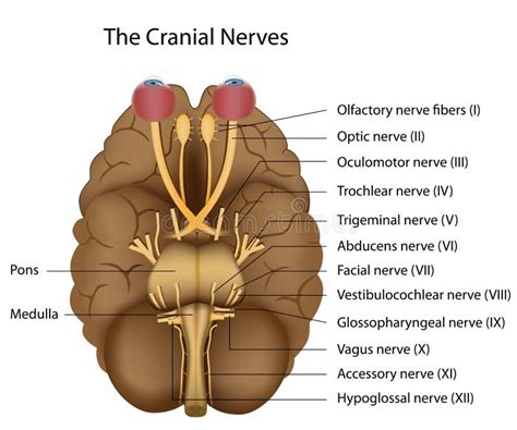 Cranial Nerves Face Drawing Nayhanandana