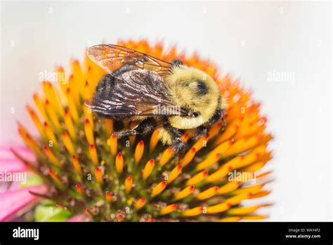 Brown Belted Bumble Bee Bombus Griseocollis Stock Photo Alamy