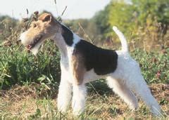 Todo Lo Que Debes Saber Sobre El Fox Terrier Gigante Caracter Sticas Y