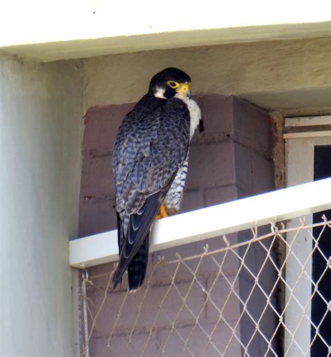 Foto Falc O Peregrino Falco Peregrinus Por Eliane Zaltman Wiki Aves