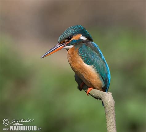 Alcedo atthis Pictures, Common Kingfisher Images, Nature Wildlife ...