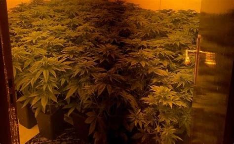 Hallan Un Cultivo De Marihuana Tras Detener A Dos Hombres Por Robar En