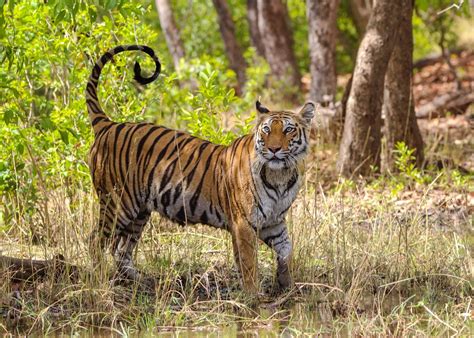 Visit Bandhavgarh National Park India Audley Travel