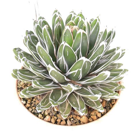 Queen Victoria Agave. Agave victoriae-reginae. - Nabat Delivery | The ...